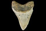Fossil Megalodon Tooth - North Carolina #109534-2